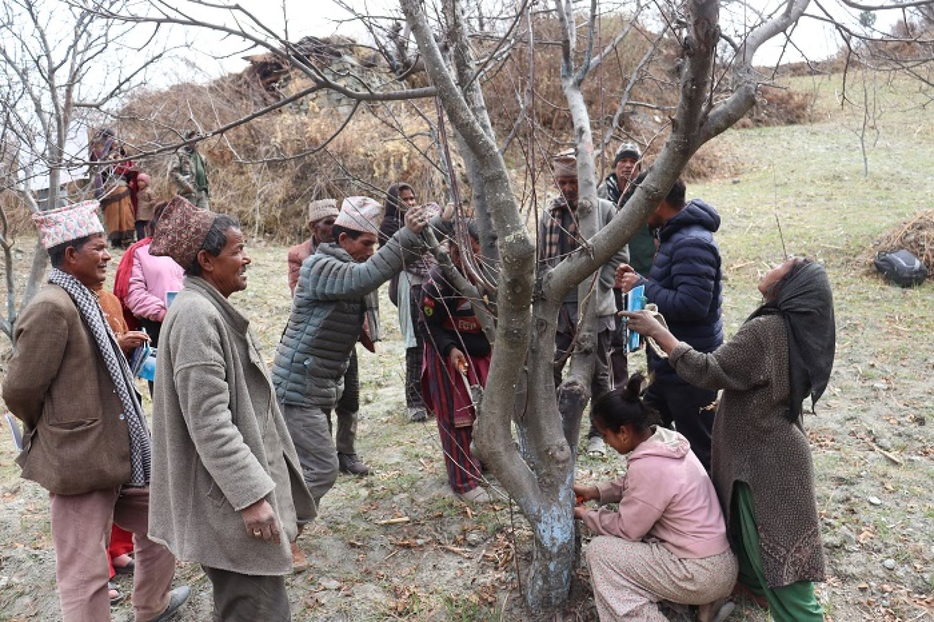 चुनावले छोएन मुगुका कृषकलाई, स्याउ बगैंचामै भ्याइनभ्याइ
